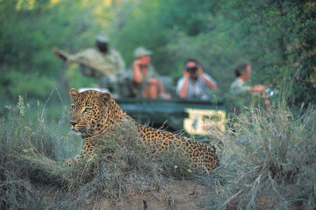 Leopard sighting on mound with spotters in background with binoculars