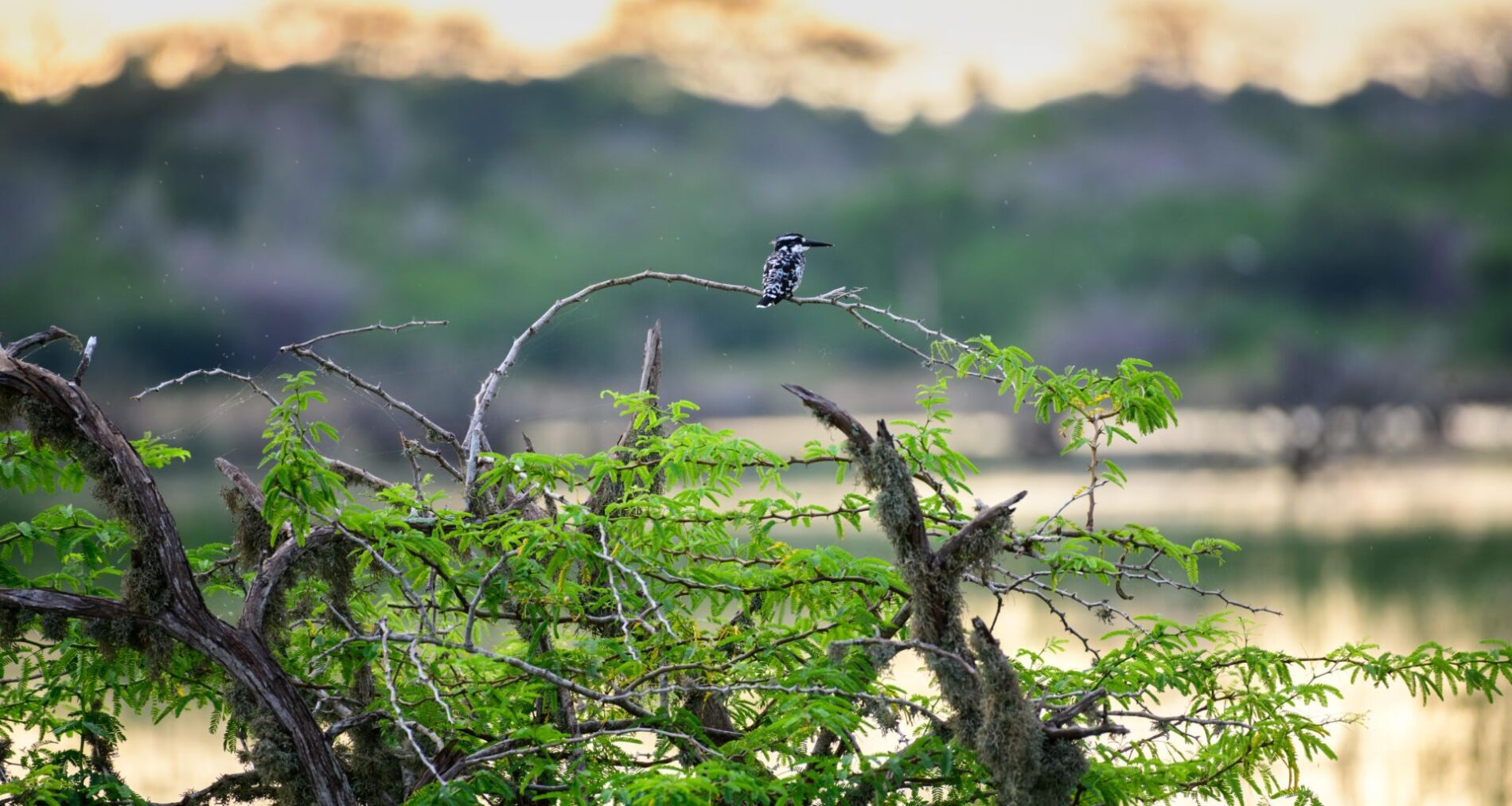 Pied kingfisher bird perched on a Acacia branch with river in the background.