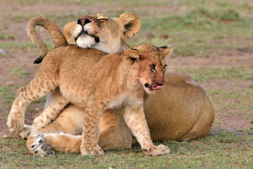 Mother lioness loving young cub licking lips