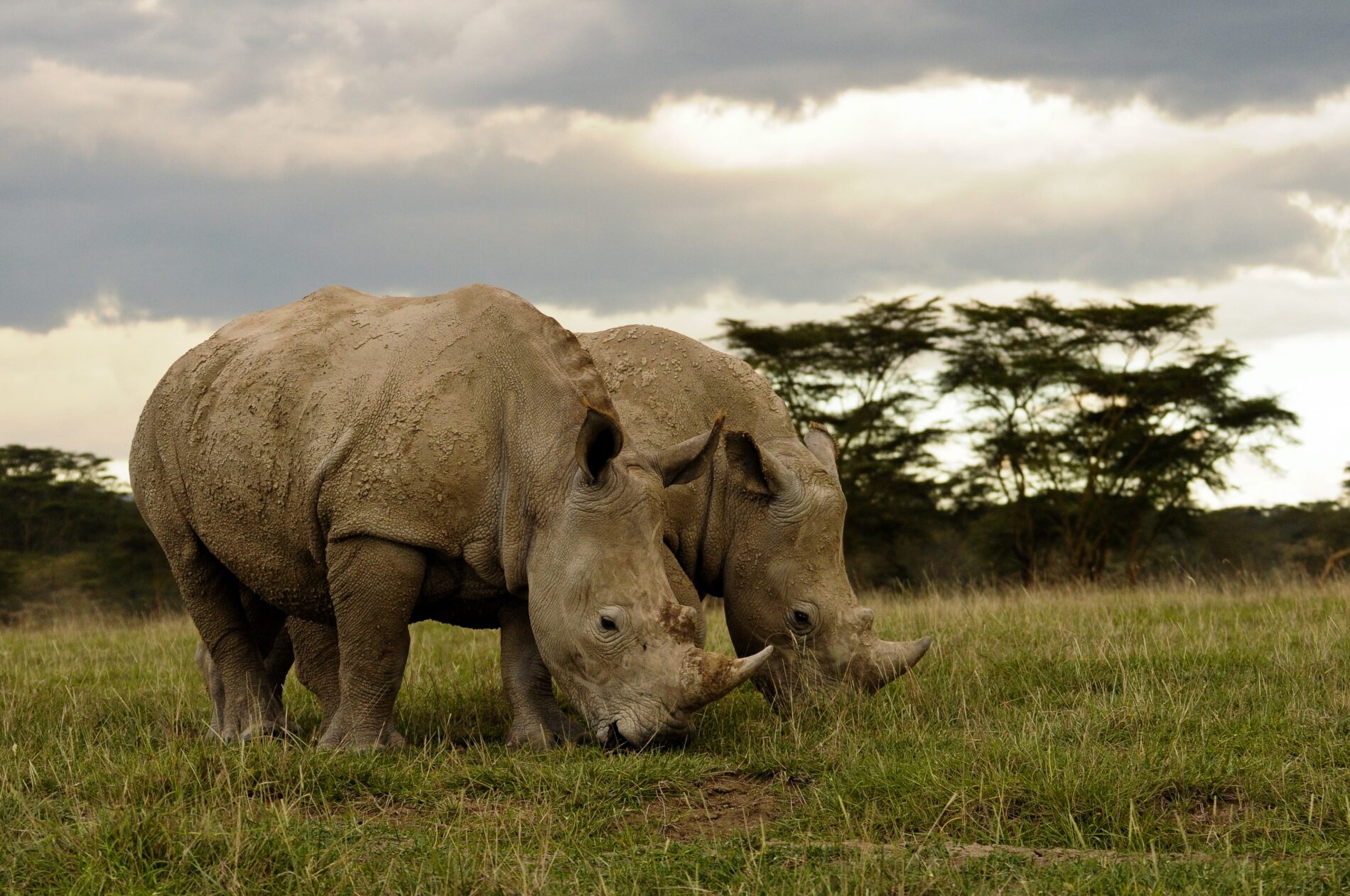 Two rhinos grazing under overcast Zimbabwean skies
