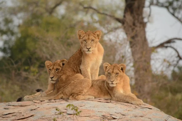 Three lion cubs sitting on a mound eyeing prey
