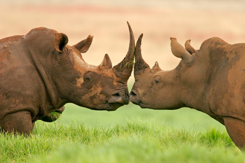 Two rhinos face each other in Ngorongoro Crater grasslands.