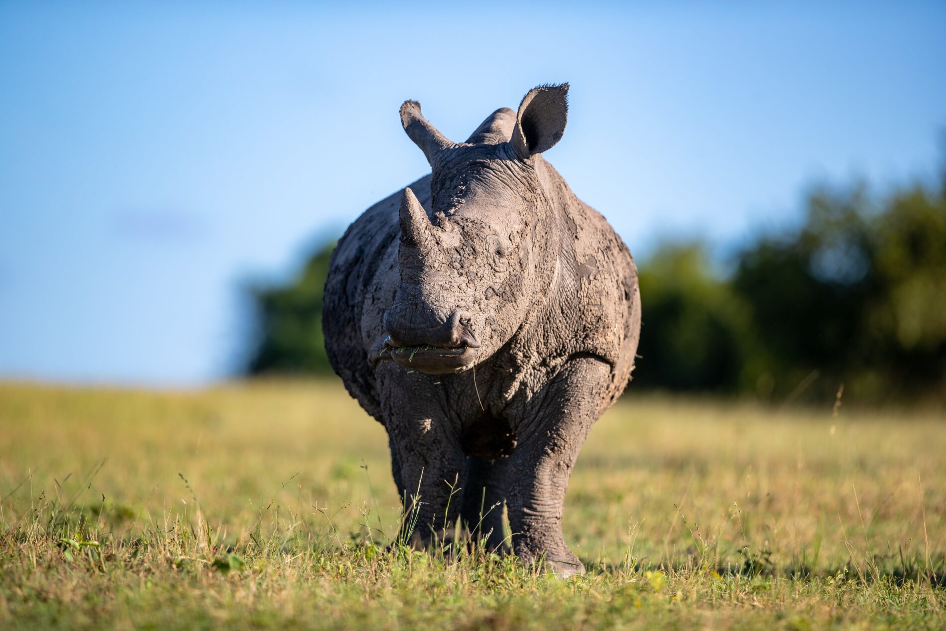 A muddy White rhinoceros,Ceratotherium simum, grazes on short grass and looks up