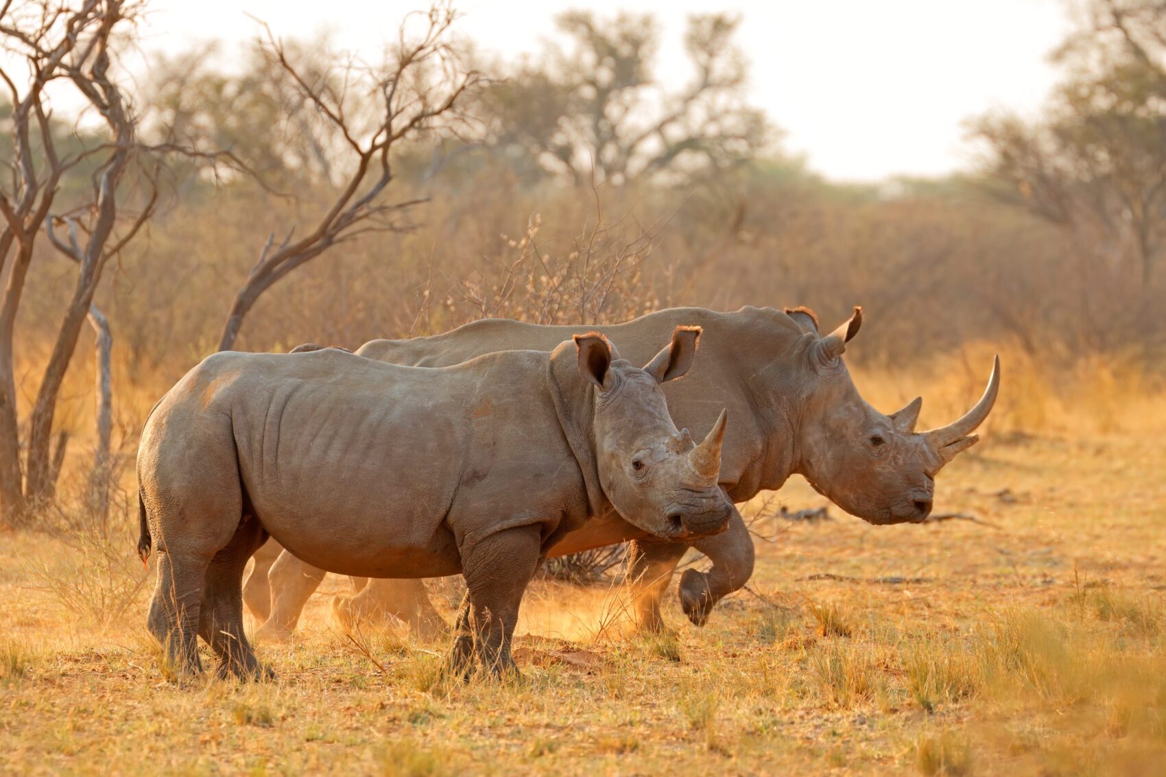 Alert two white rhinoceroses (Ceratotherium simum) in dust at sunset, South Africa