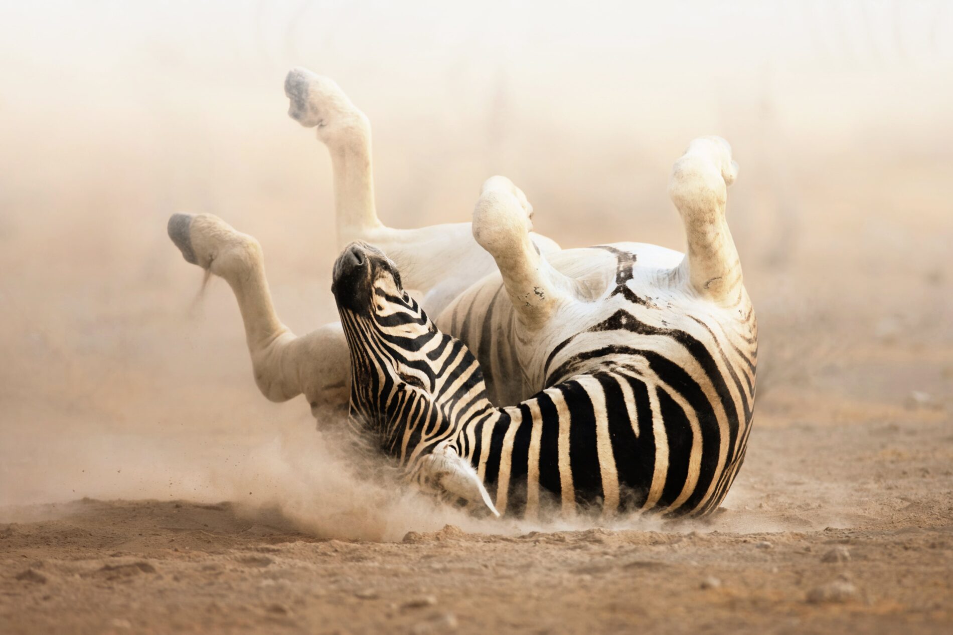 Playful zebra rolling in the dust