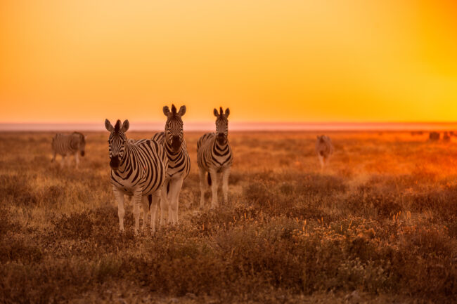 Zebras looking at camera in gorgeous sunset light