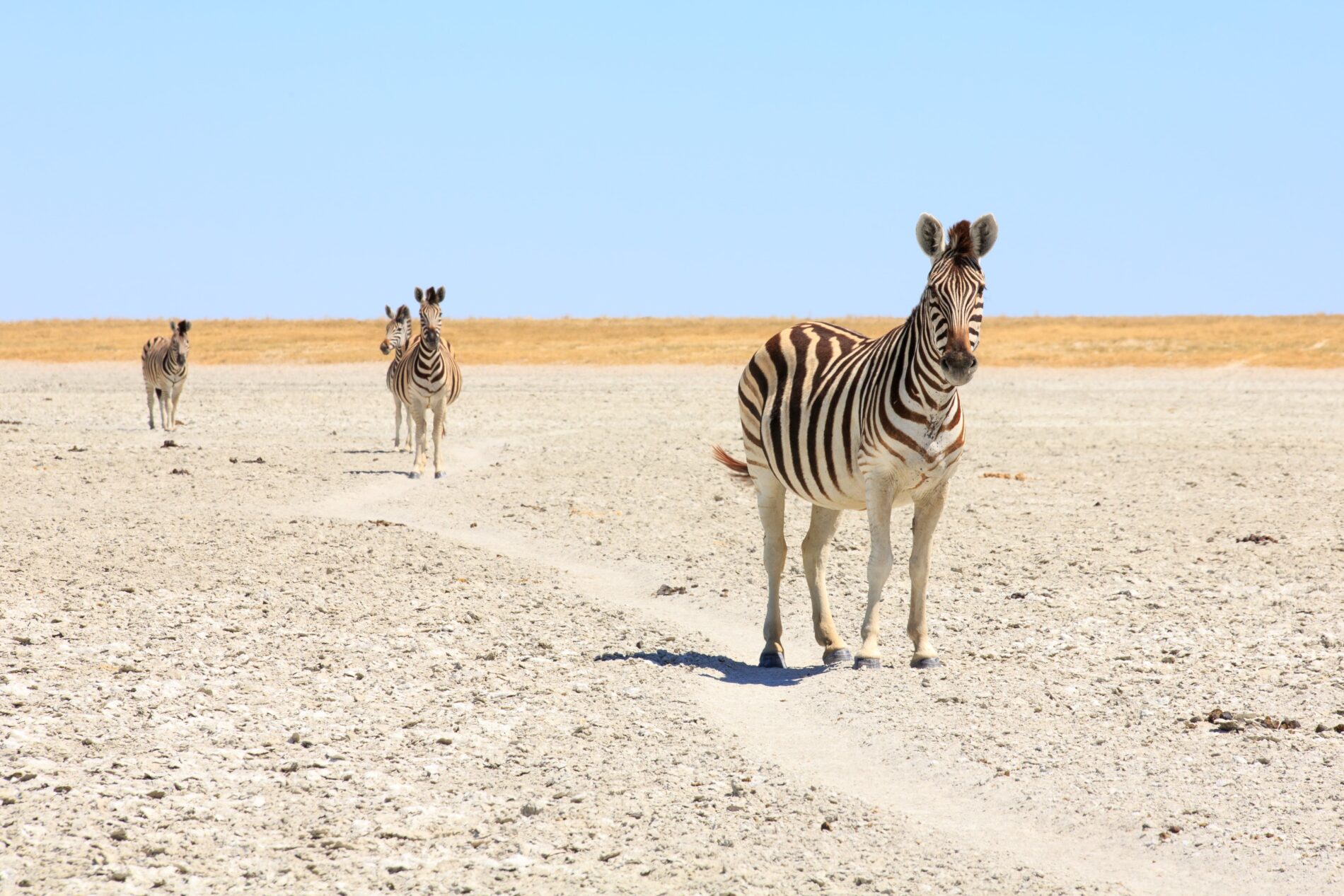 Zebras staring at camera in dry Etosha pan