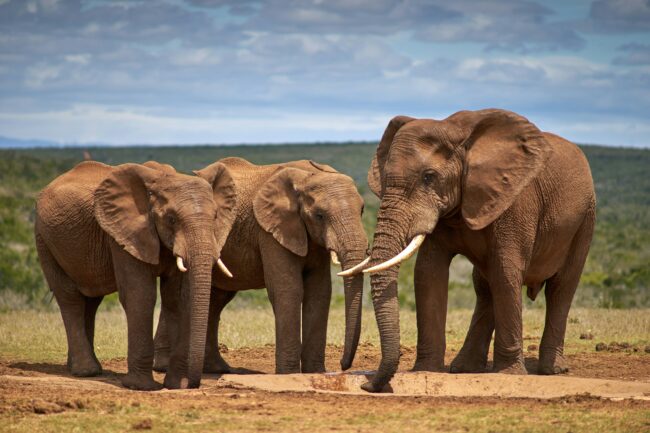 Three African elephants in Addo National Park