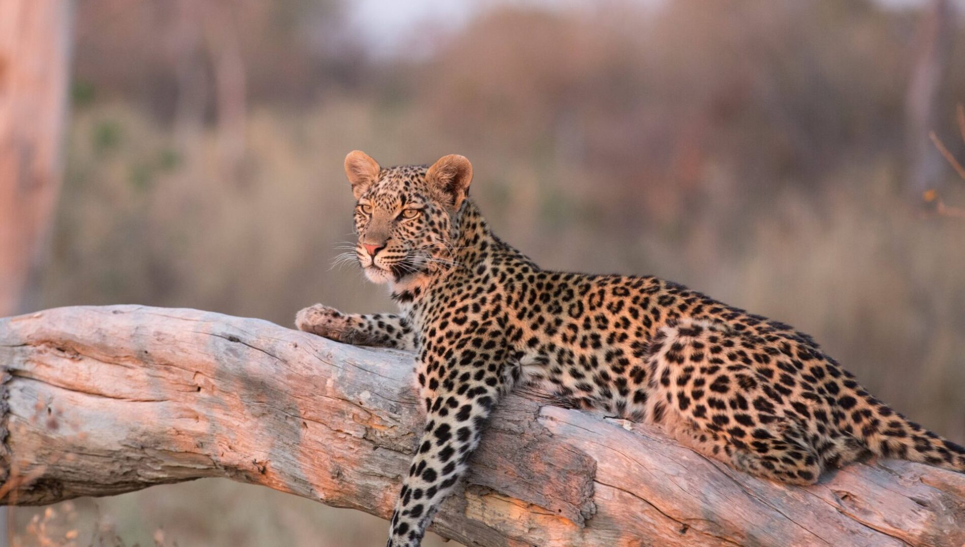 Leopard perked in tree at dusk