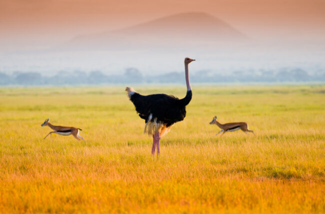 Ostrich in plains next to running impalas
