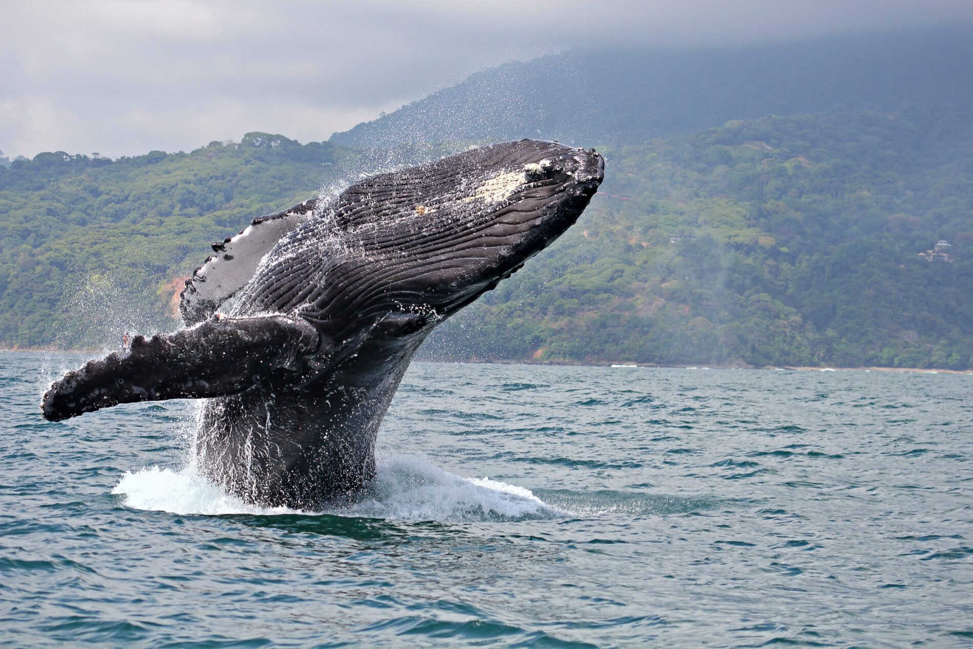 Whale breaching out of sea
