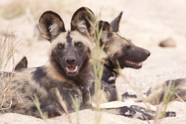 Wild dogs sighting in sand