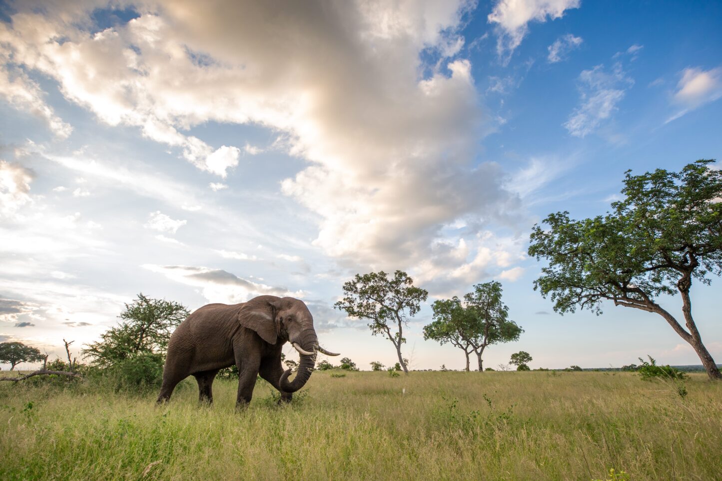 African elephant walks through a clearing, clouds in background