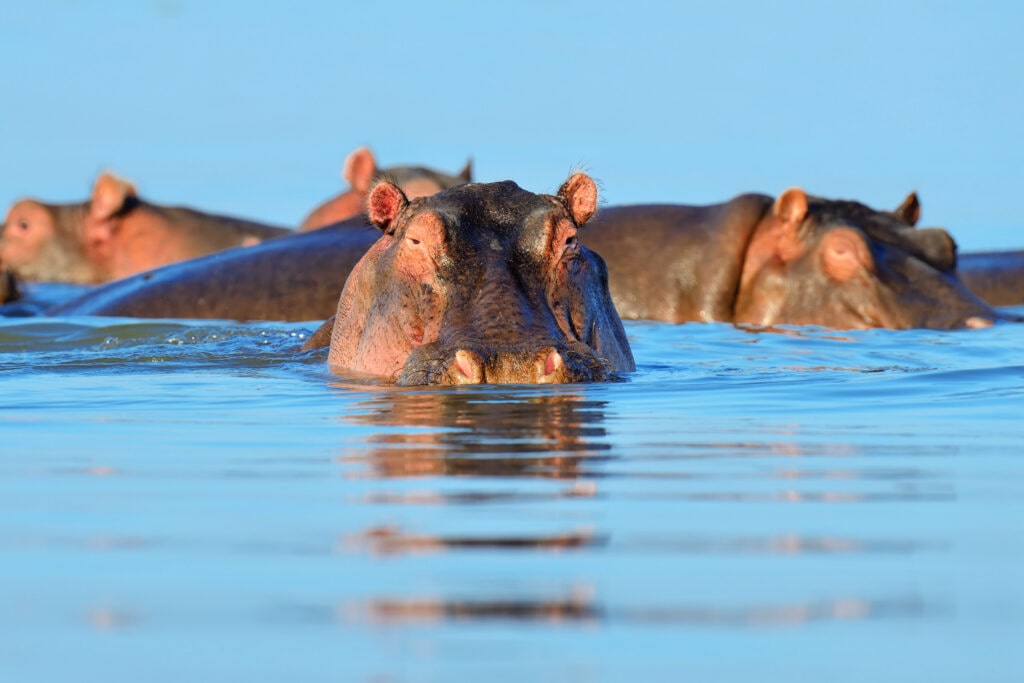 Hippos (Hippopotamus amphibius) in blue water, Kenya, Africa.