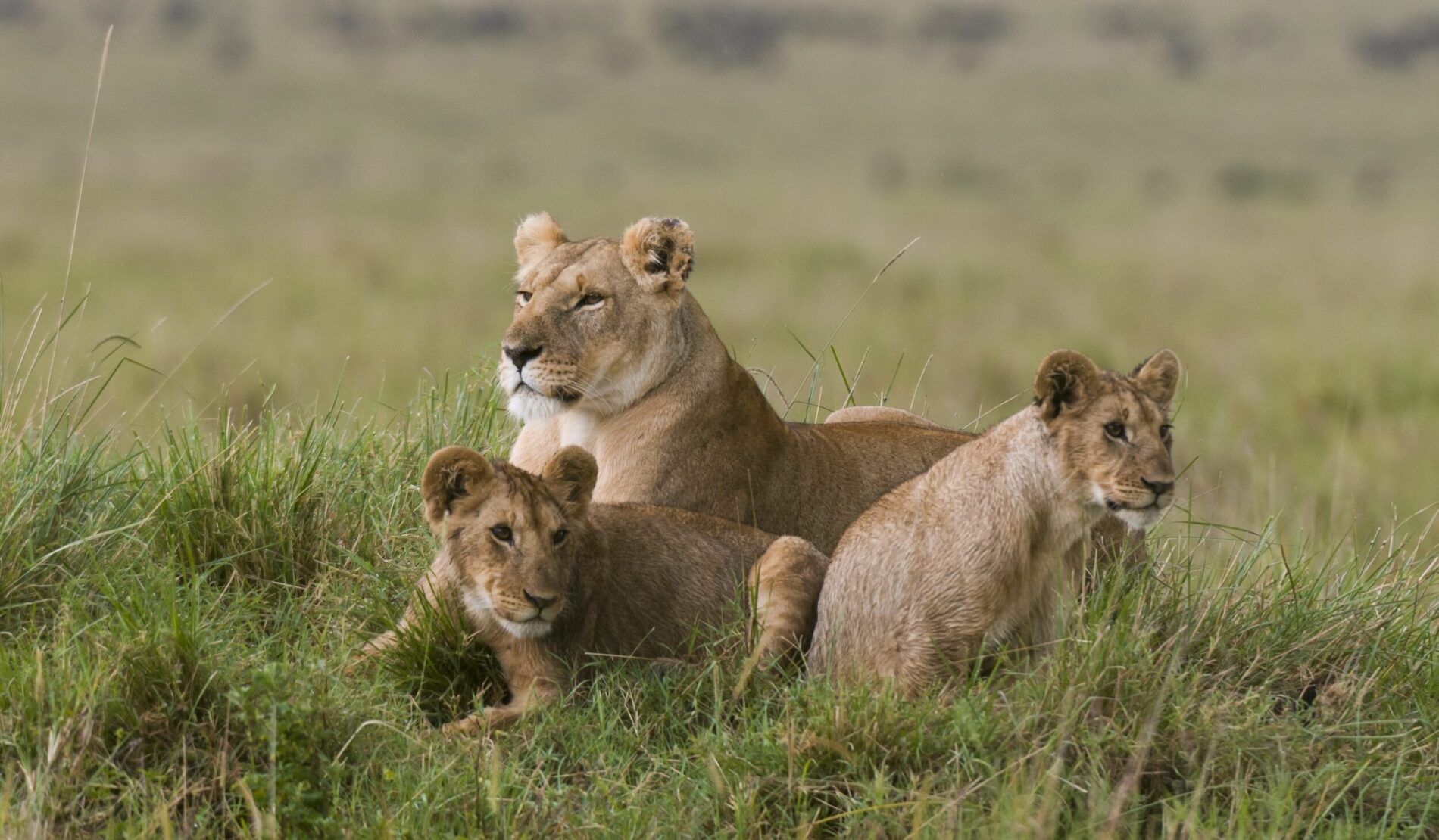 Lioness and cubs (Panthera leo), Masai Mara National Reserve, Kenya
