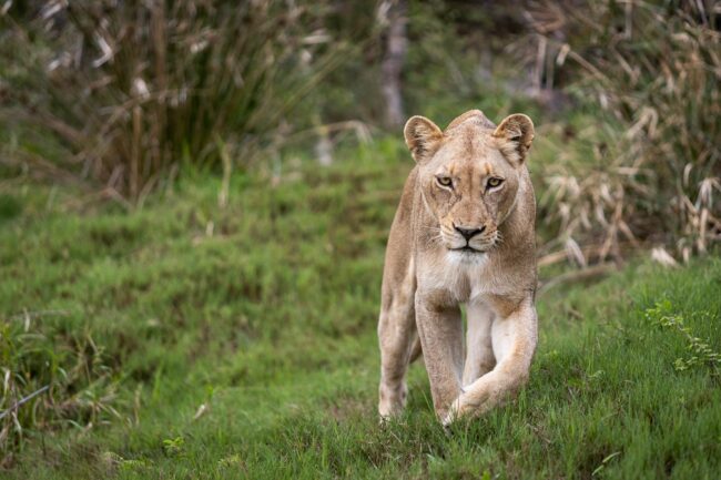 Lioness walking through lush grass