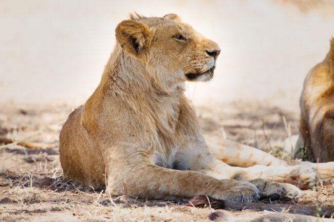 Young lion lying on the floor with head up.