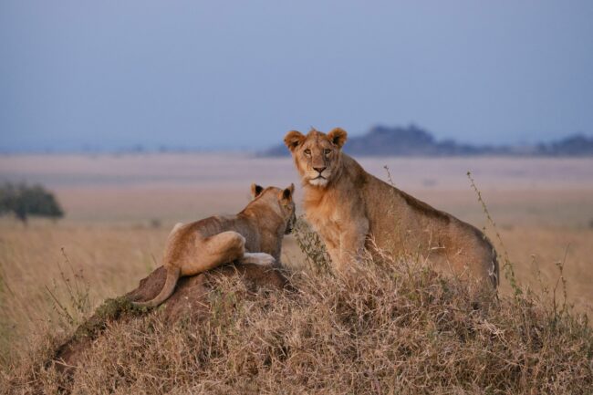 Lioness with adolescent cub on termite hill in Serengeti National Park at dusk.