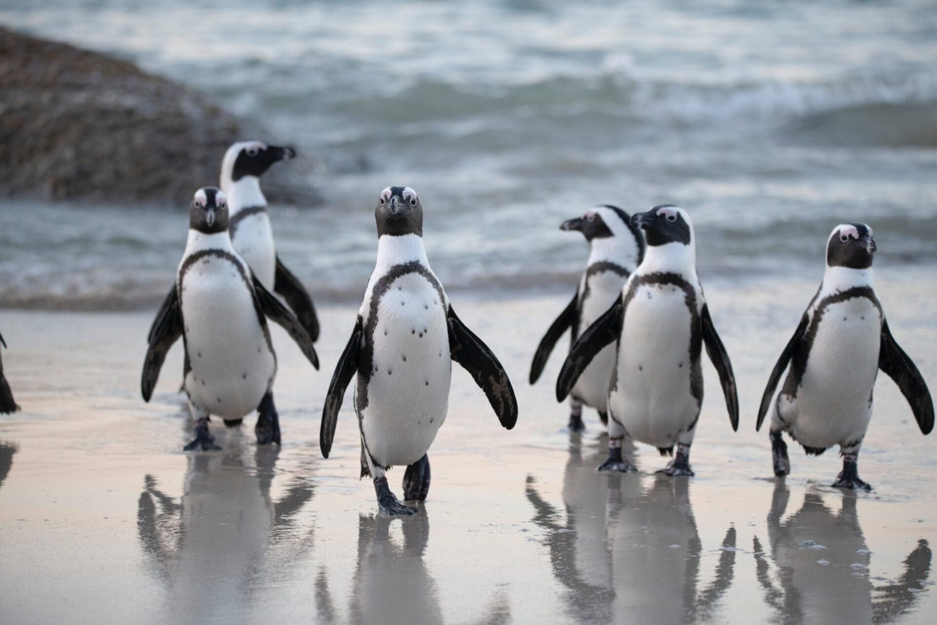 Penguins of Boulders Beach waddling up to camera from sea