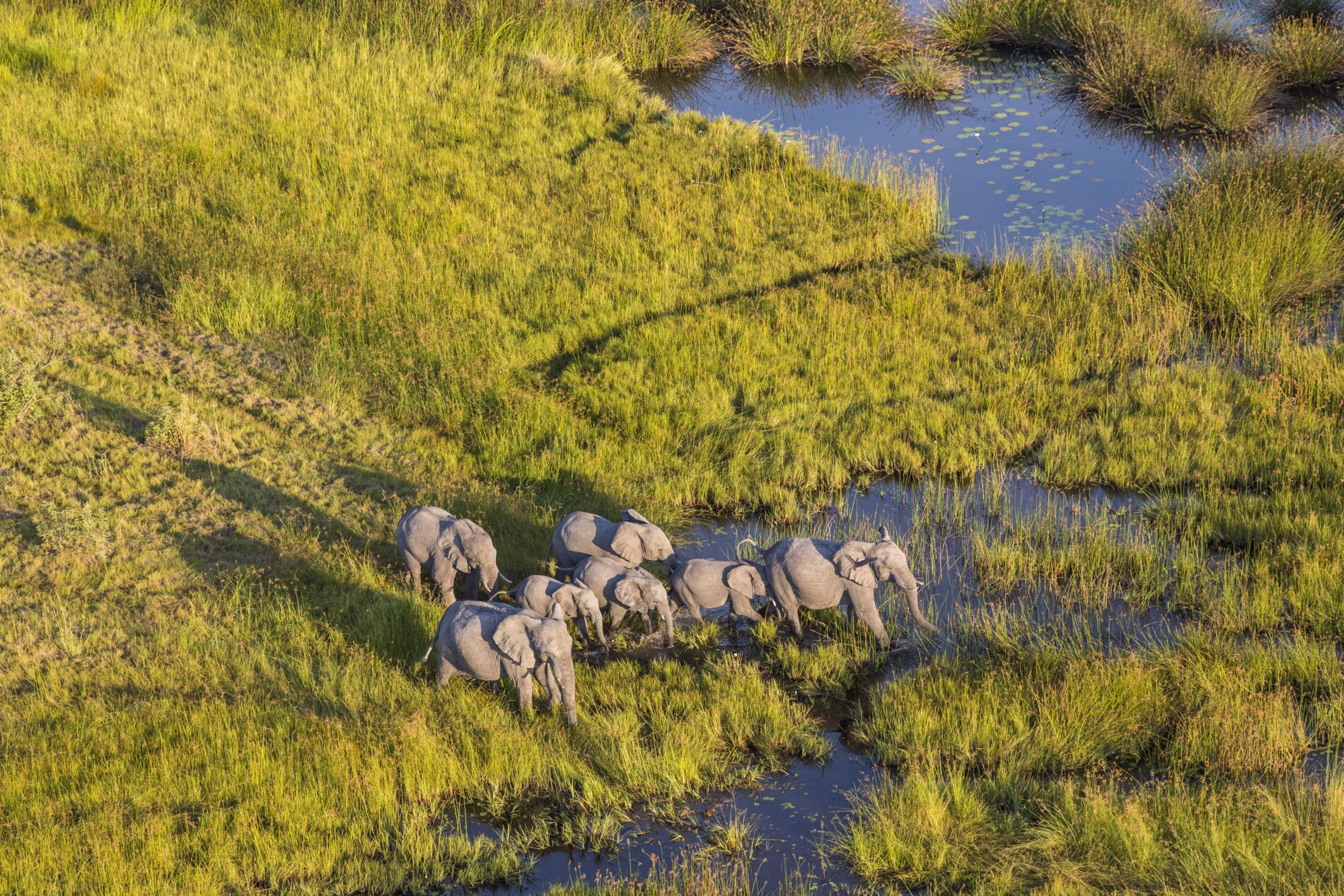 Aerial view of herd of African Elephants standing by a watering hole in lush delta