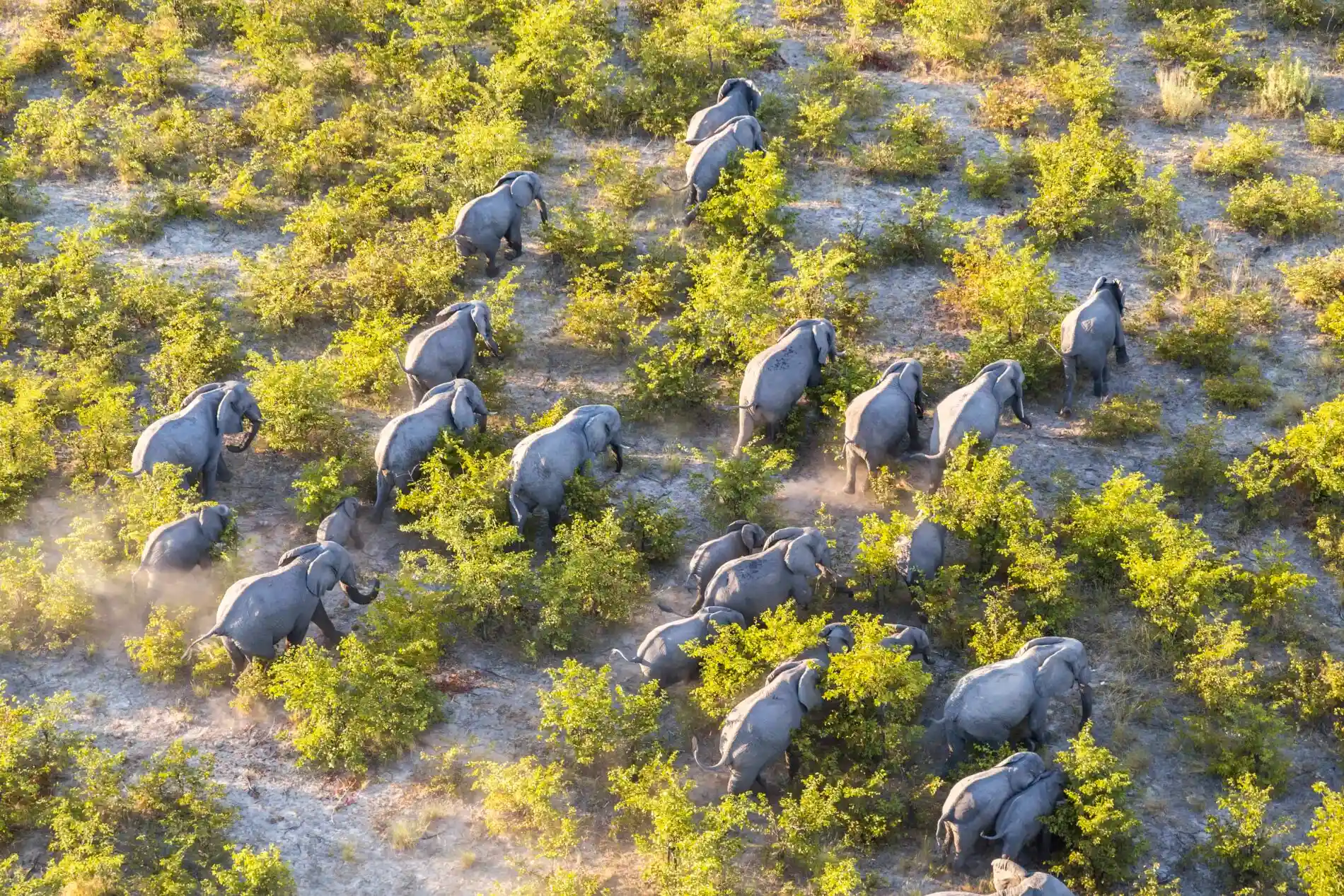 Aerial view of herd of African Elephants walking through the bush.