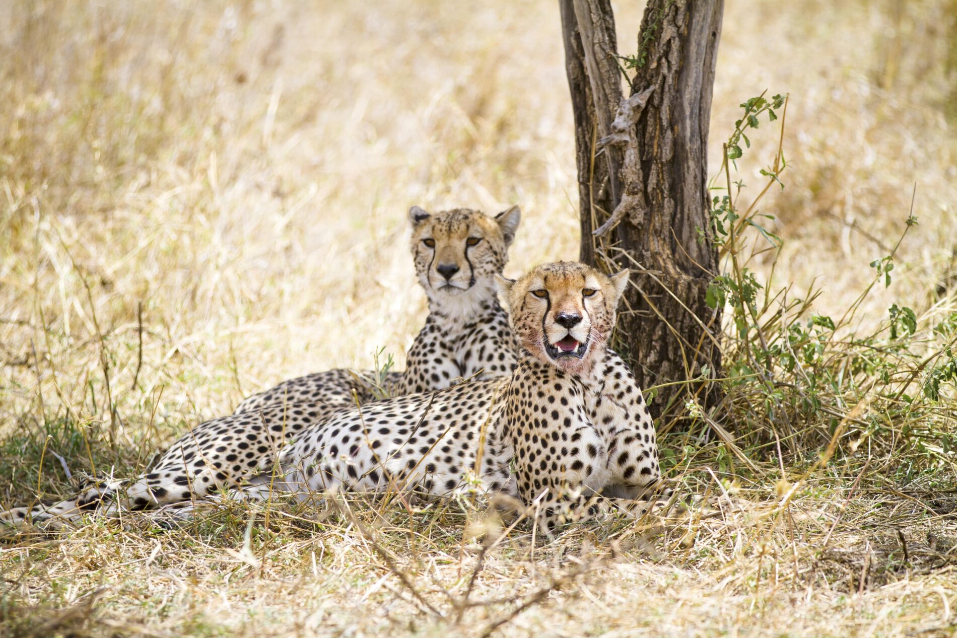 African cheetah looking for enemies at foot of tree in shade, in the savannah, Serengeti, Tanzania