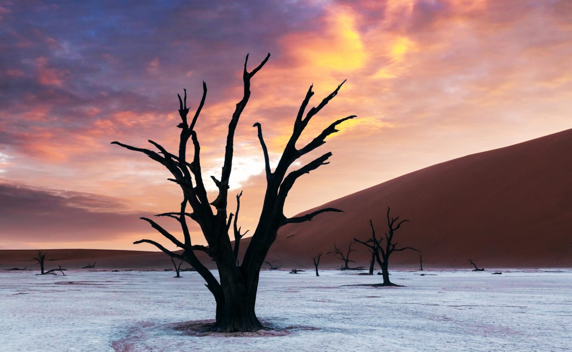 Dead Camelthorn Trees at sunset, Deadvlei, Namib-Naukluft National Park, Namibia, Africa