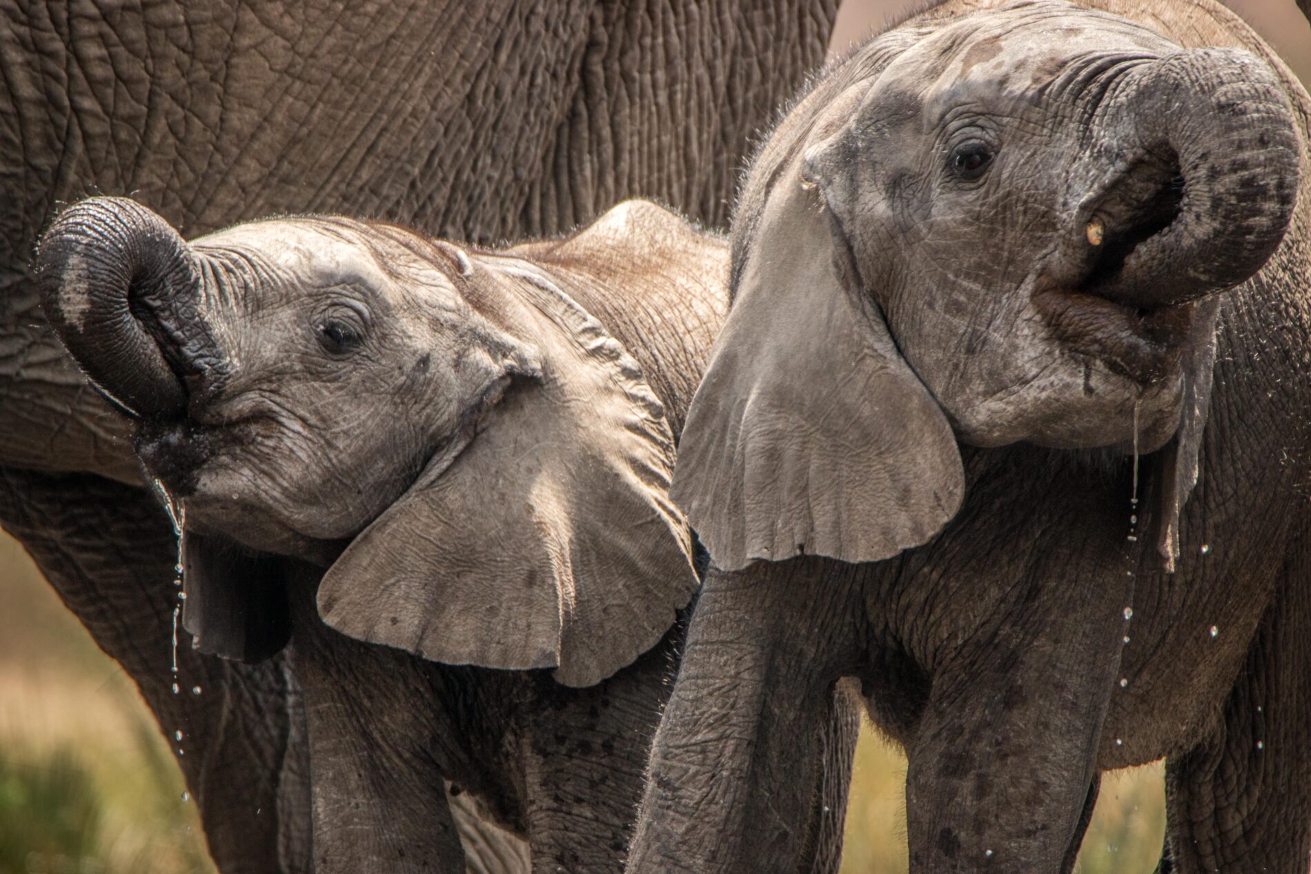 Young elephants using trunks to drink in the Kruger National Park, South Africa