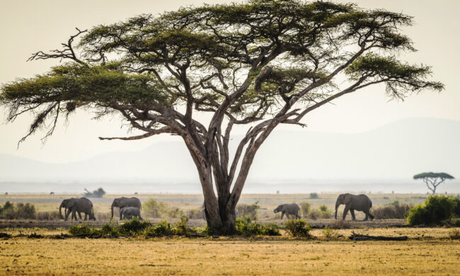 Elephants under trees in savanna landscape