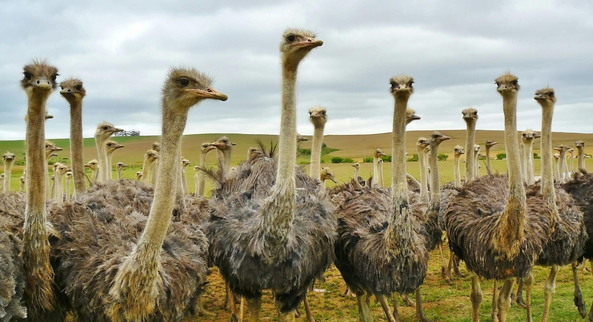 Group of inquisitive ostriches looking at camera with green hills as back drop.