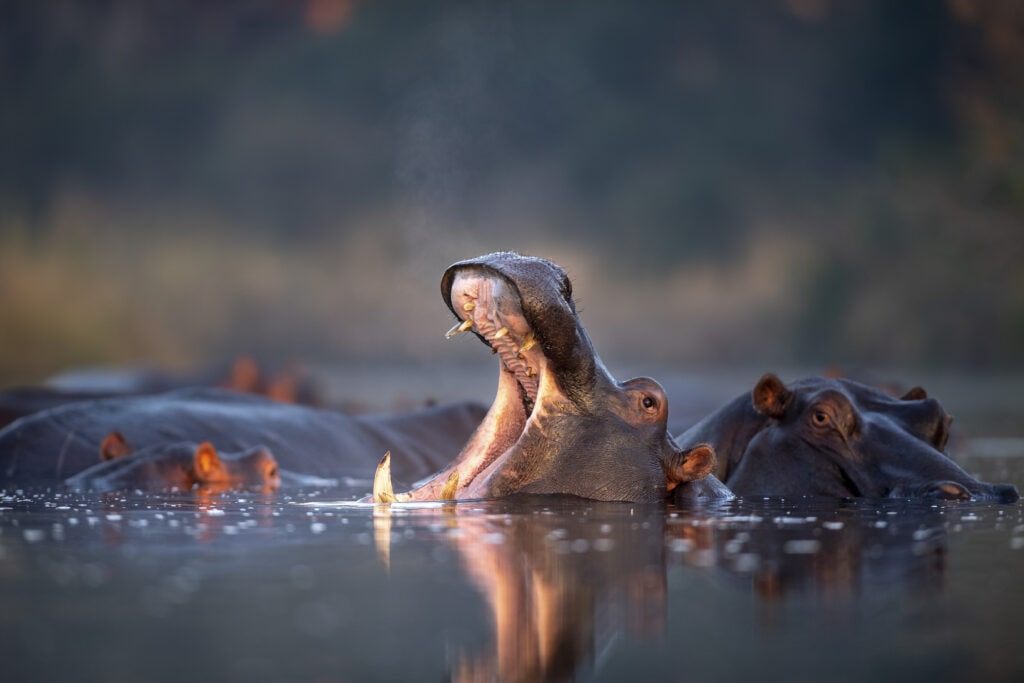 A pod of hippos (Hippopotamus amphibius) rest in a water hole, one yawns and opens its mouth showing its teeth