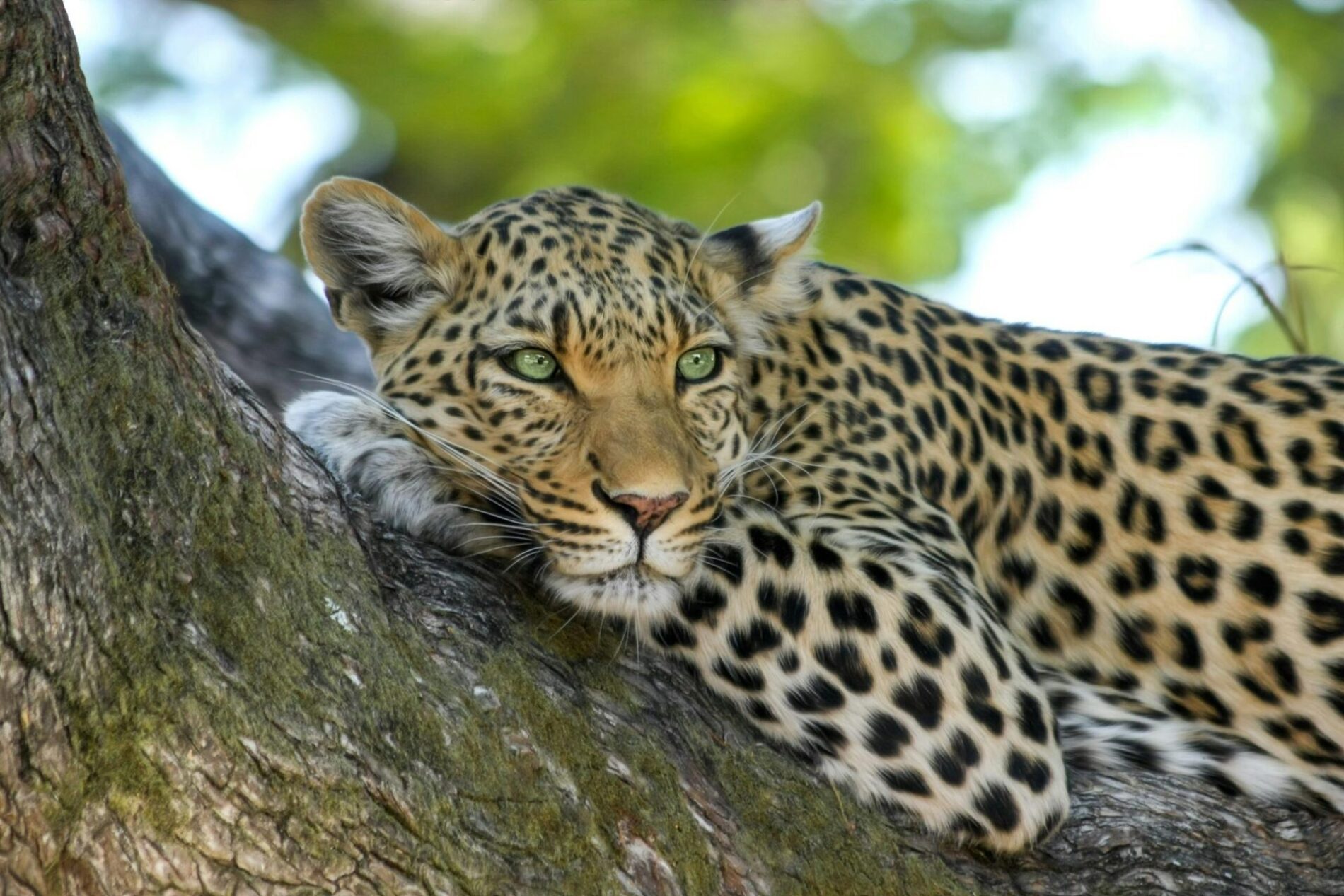 a leopard lying in a tree looking into the distance