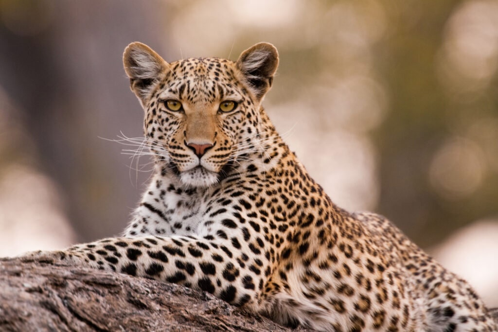 Leopard sitting on tree trunk in Chobe National Park, Botswana
