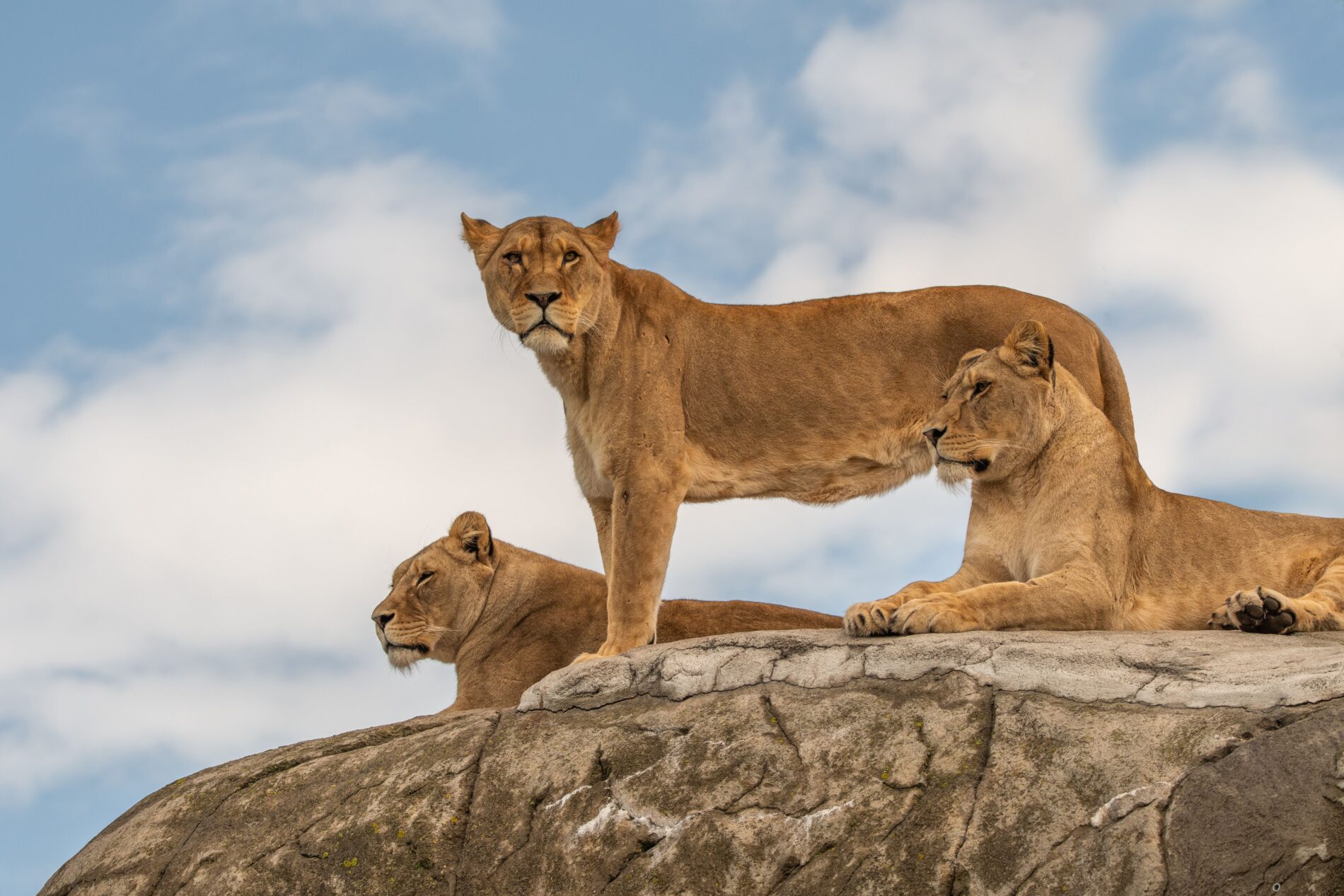 Three lionesses resting on top of a rock against cloudy sky
