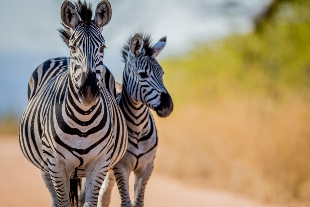 Two Zebras bonding in the Kruger National Park, South Africa