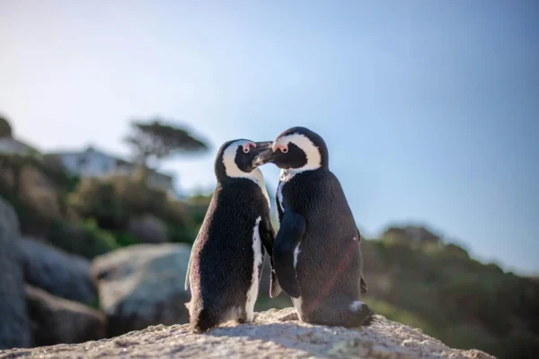 two penguins sitting close together on a boulder