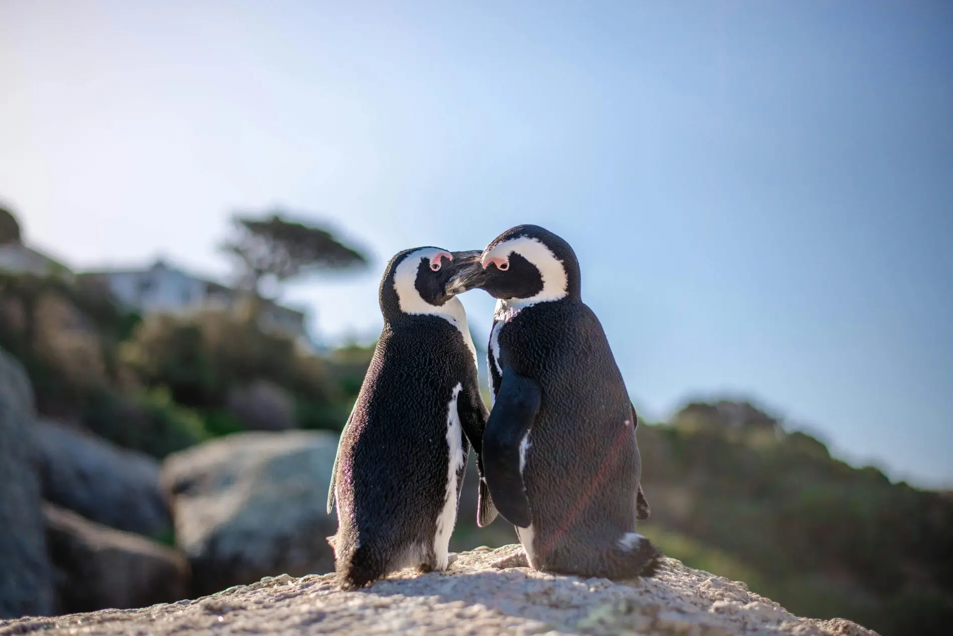 two penguins sitting close together on a boulder