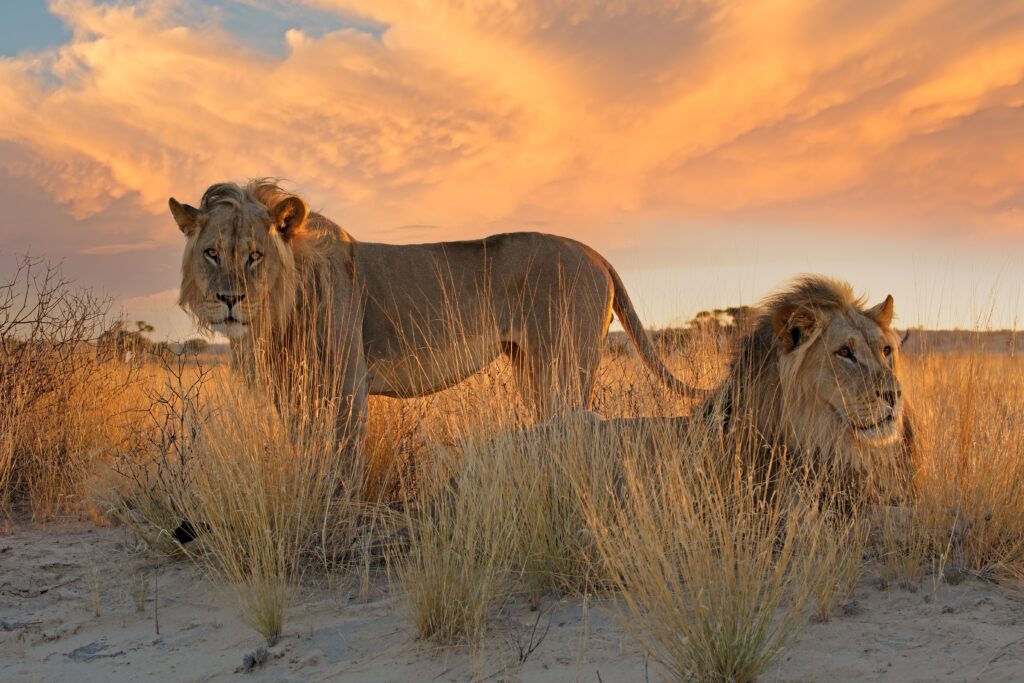 Two big male African lion (Panthera leo) in early morning light, South Africa