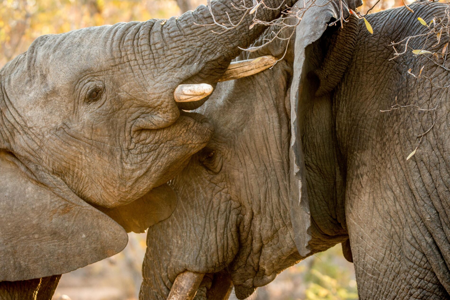 Two bonding Elephants in the Kruger National Park, South Africa