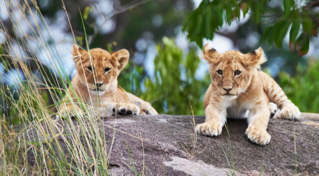 Two cute young cubs looking at camera from rock
