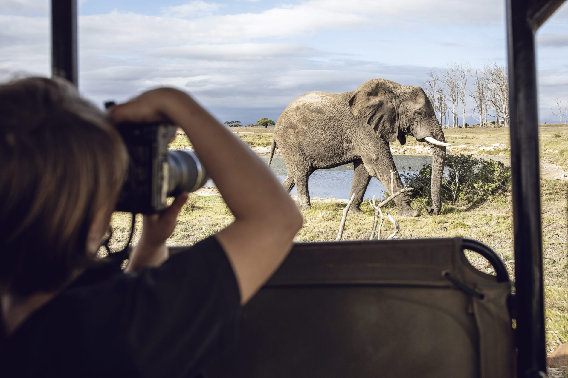Back view of girl taking photo of an elephant, Inverdoorn game Reserve, Breede River DC, South Africa