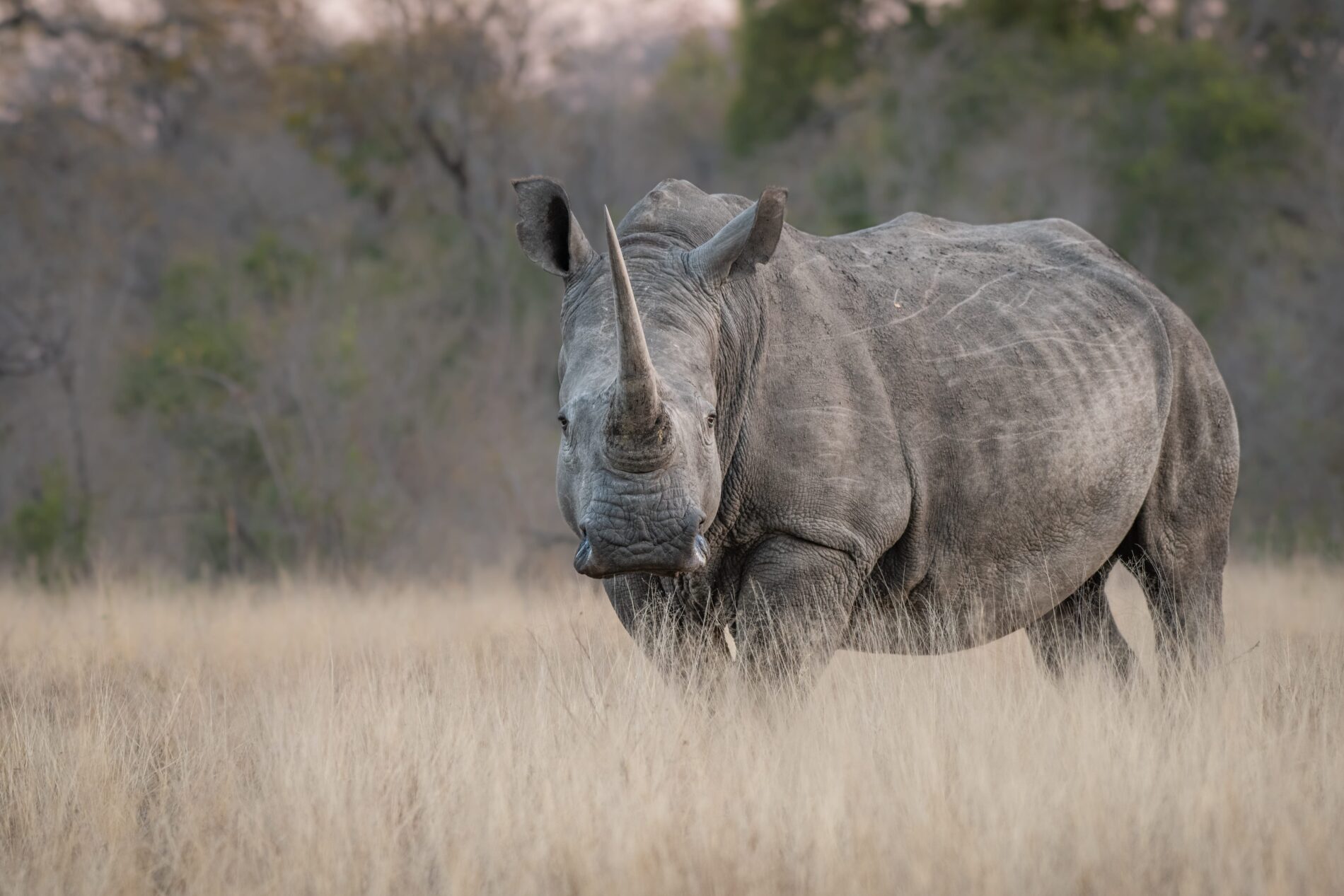 A white rhino stands in long dry grass, direct gaze at camera