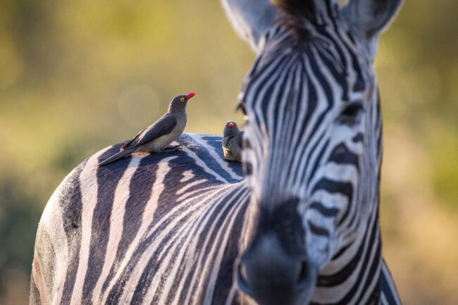 A zebra, Equus quagga, stands with red-billed oxpeckers sitting on its back, Buphagus erythrorhynchus