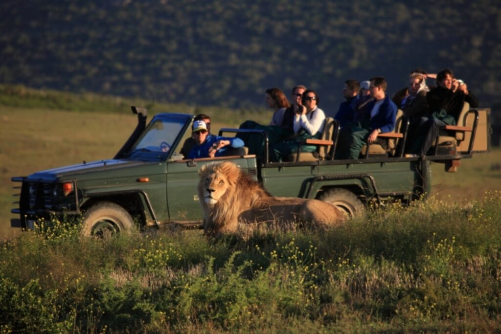 a lion lying down in the grass with a safari vehicle up close behind it