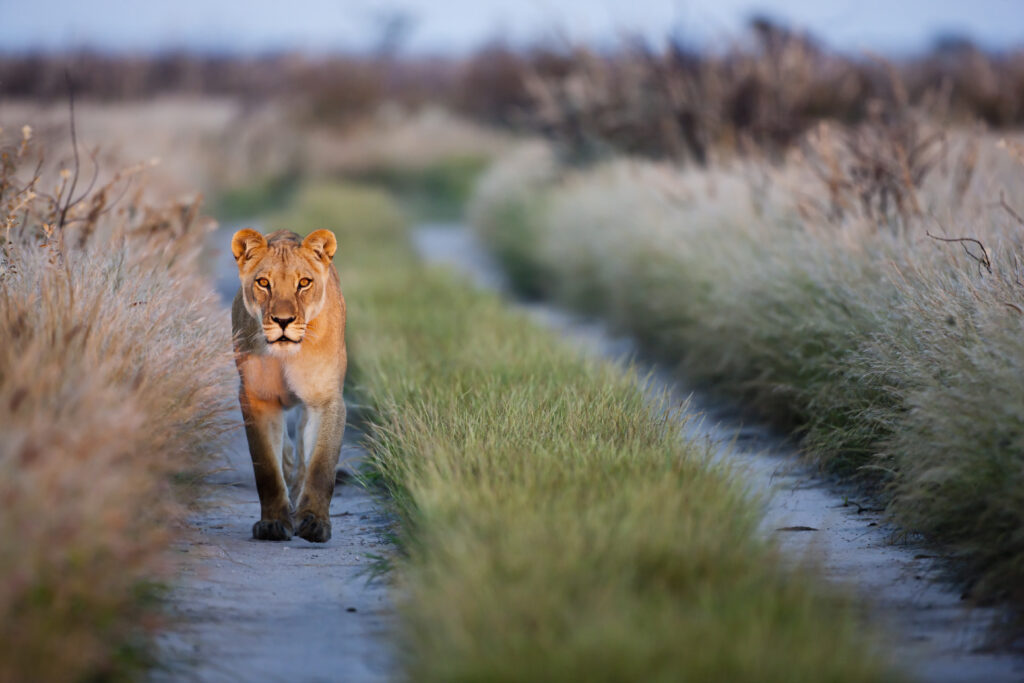 Lioness walks along path in Botswana game reserve at sunset.