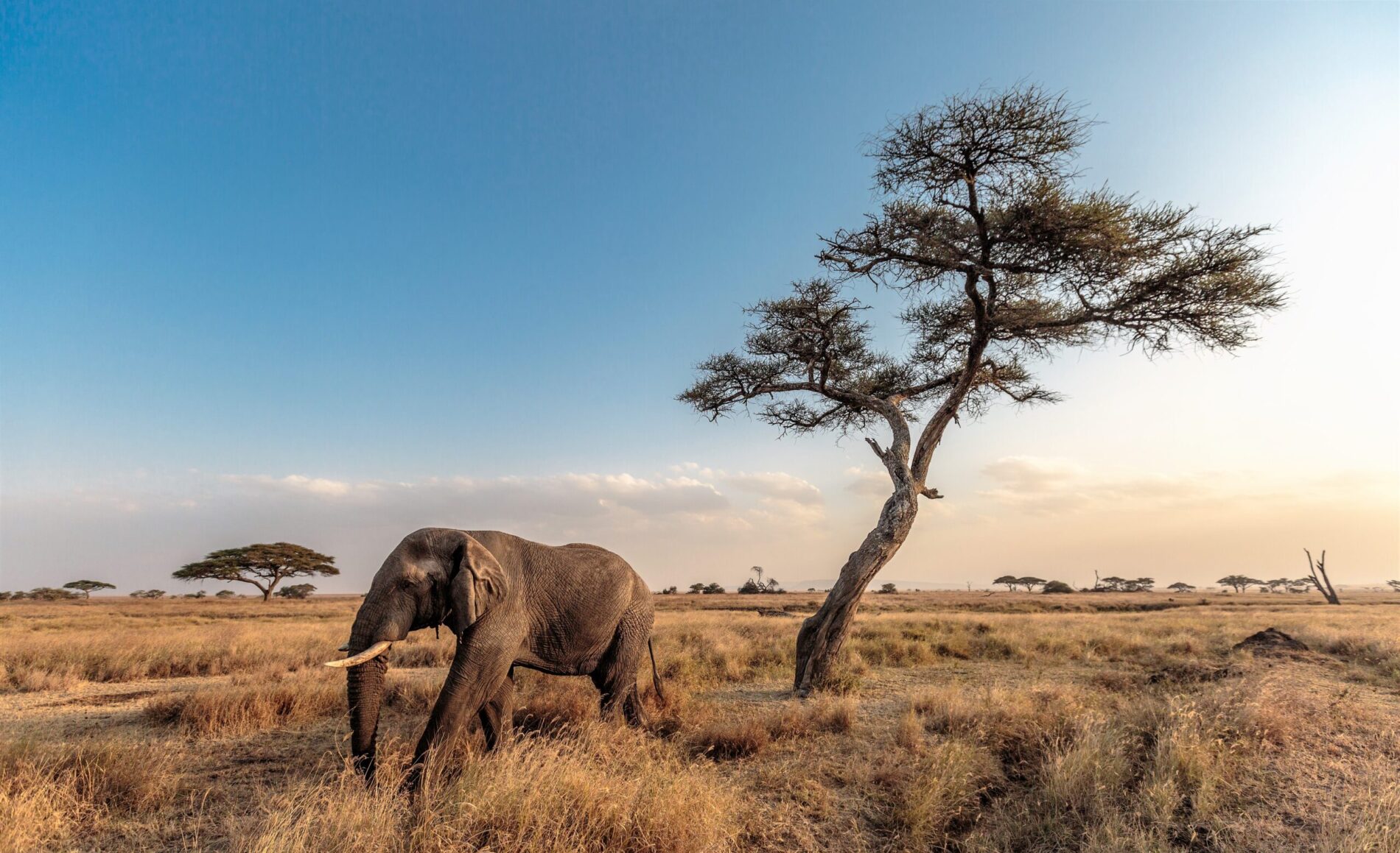 Single elephant walking past acacia tree in East Africa.