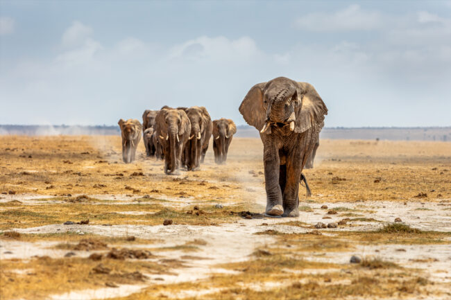 An African elephant lifting its trunk and leading others down a path in a dry lake bed