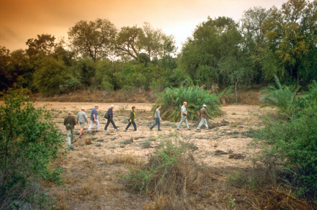 a group of tourists on a bush walk with a tour guide leading them