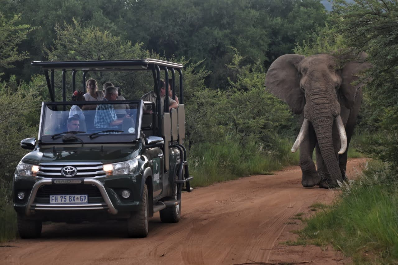 a safari vehicle on a dirt road with an elephant just behind it walking towards them