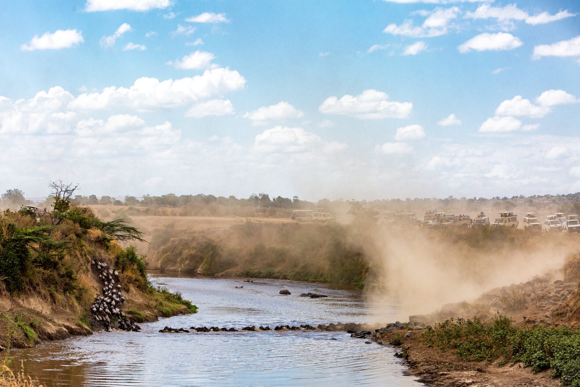 Wide view of a herd of wildebeest crossing over a river during the great migration season with safari tourist vehicles overlooking from the river bank